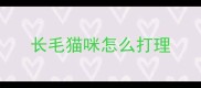 长毛猫咪怎么打理