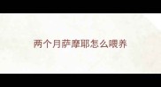 两个月萨摩耶怎么喂养