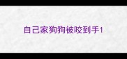 自己家狗狗被咬到手