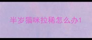 半岁猫咪拉稀怎么办