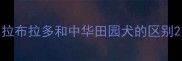 拉布拉多和中华田园犬的区别