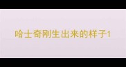 哈士奇刚生出来的样子