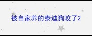 被自家养的泰迪狗咬了