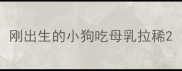 刚出生的小狗吃母乳拉稀