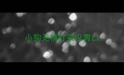 小狗无精打采没胃口