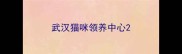 武汉猫咪领养中心