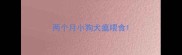 两个月小狗犬瘟喂食