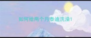 如何给两个月泰迪洗澡