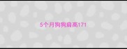 5个月狗狗肩高17