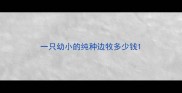 一只幼小的纯种边牧多少钱
