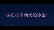 拉布拉多幼犬怕冷么