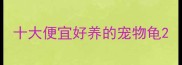 十大便宜好养的宠物龟