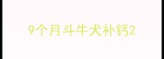 9个月斗牛犬补钙