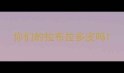 你们的拉布拉多皮吗