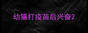 幼猫打疫苗后兴奋