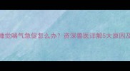边牧幼犬睡觉喘气急促怎么办资深兽医详解5大原因及应对措施