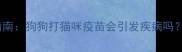 宠物疫苗交叉接种指南狗狗打猫咪疫苗会引发疾病吗兽医详解3大风险点