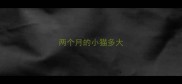 两个月的小猫多大