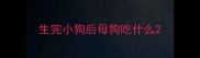 生完小狗后母狗吃什么