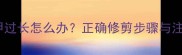 宠物狗指甲过长怎么办正确修剪步骤与注意事项全
