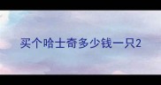 买个哈士奇多少钱一只