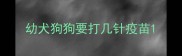 幼犬狗狗要打几针疫苗