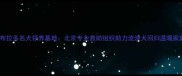 拉布拉多名犬领养基地北京专业救助组织助力流浪犬回归温暖家庭