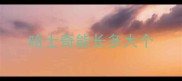 哈士奇能长多大个
