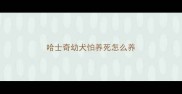 哈士奇幼犬怕养死怎么养