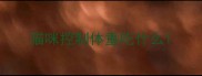 猫咪控制体重吃什么