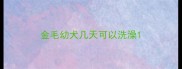 金毛幼犬几天可以洗澡