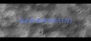 金毛护食有攻击行为