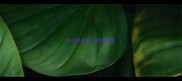 狂犬疫苗怎么给狗注射