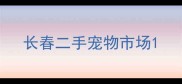 长春二手宠物市场