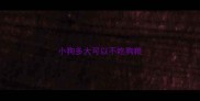 小狗多大可以不吃狗粮