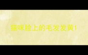 猫咪脸上的毛发发黄