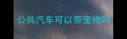 公共汽车可以带宠物吗