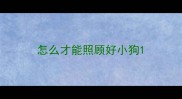 怎么才能照顾好小狗
