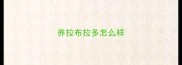 养拉布拉多怎么样