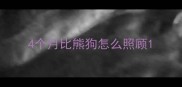 4个月比熊狗怎么照顾