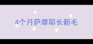 4个月萨摩耶长新毛
