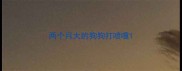 两个月大的狗狗打喷嚏