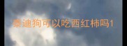 泰迪狗可以吃西红柿吗