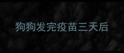 狗狗发完疫苗三天后