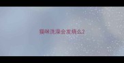 猫咪洗澡会发烧么