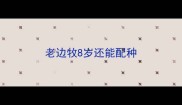 老边牧8岁还能配种
