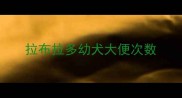 拉布拉多幼犬大便次数