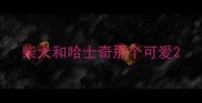 柴犬和哈士奇那个可爱