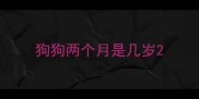 狗狗两个月是几岁