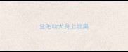 金毛幼犬身上发臭